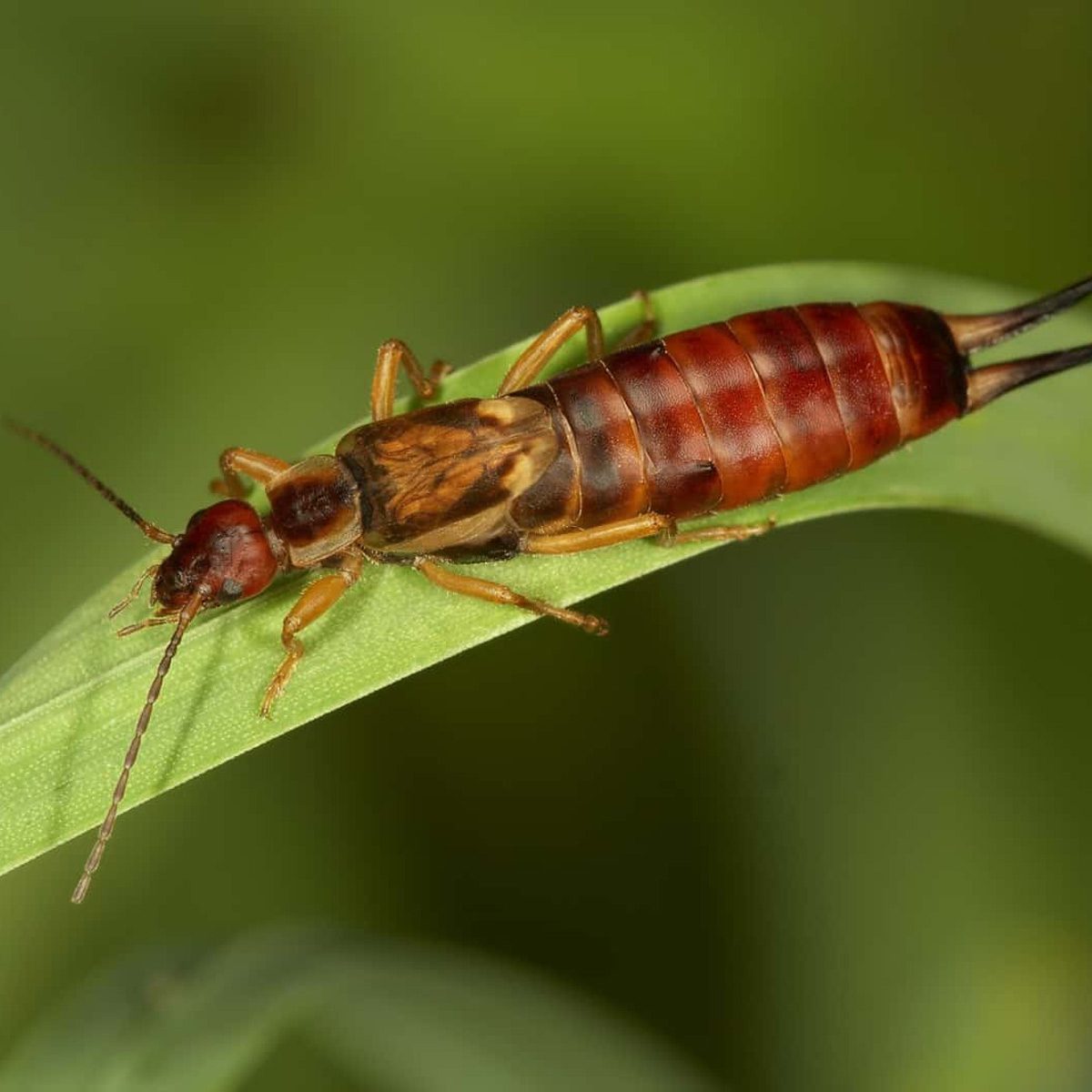 Orem Utah Pest Control