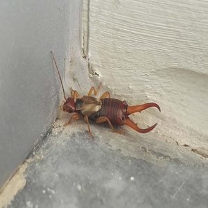 Earwig in the home