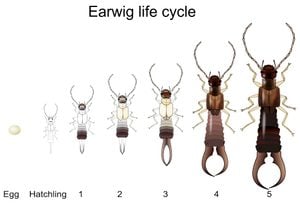 Earwig life cycle