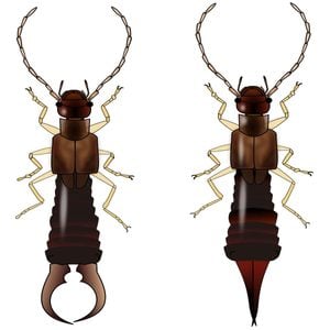 Earwig male vs female comparison