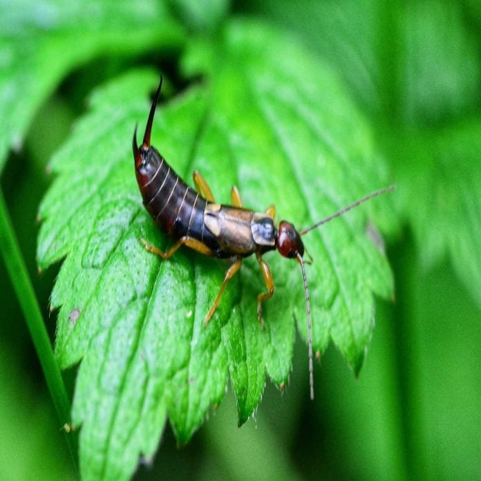 Earwig on a leaf