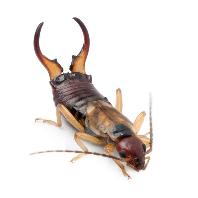 Earwig pincers