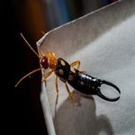 Earwigs: Are They Dangerous to People and Pets?