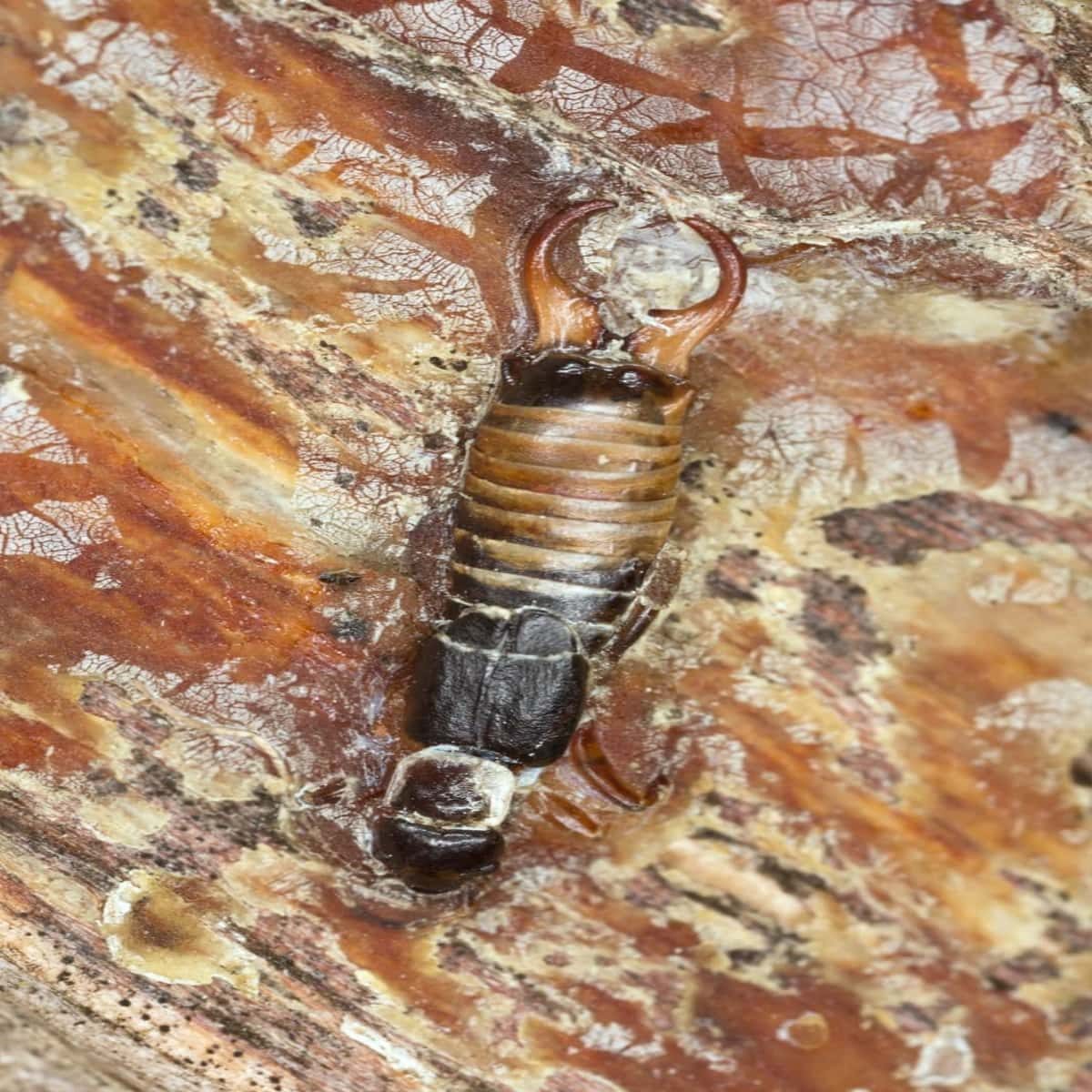 How To Get Rid Of Earwigs In The Home And Yard