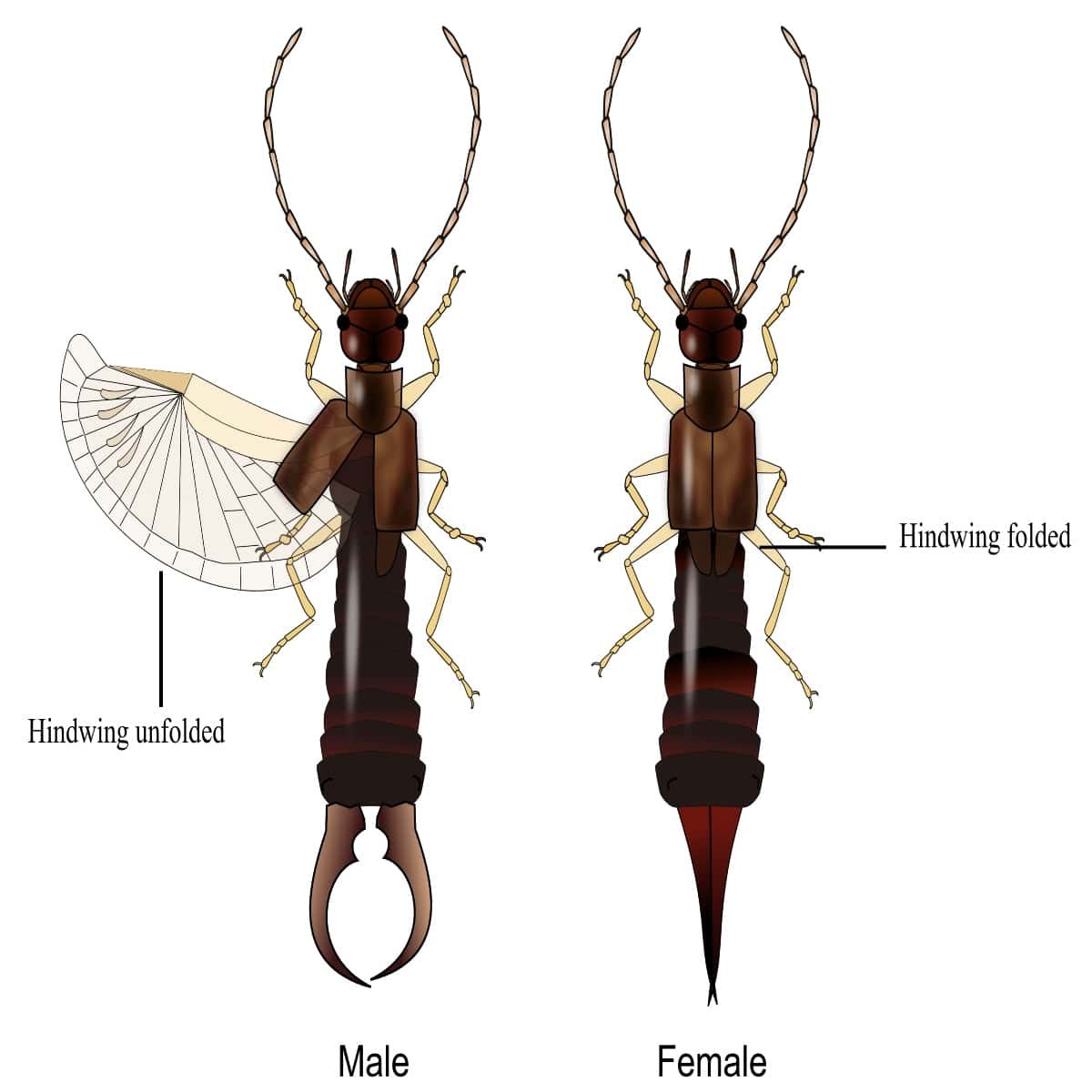 11 About Earwigs You Need to Know