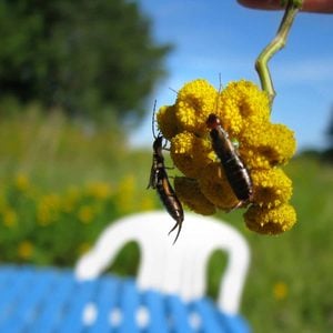 Earwigs on a flower