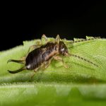 How to Identify Different Types of Earwigs