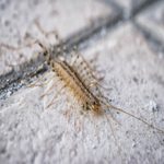 How to Identify and Get Rid of House Centipedes