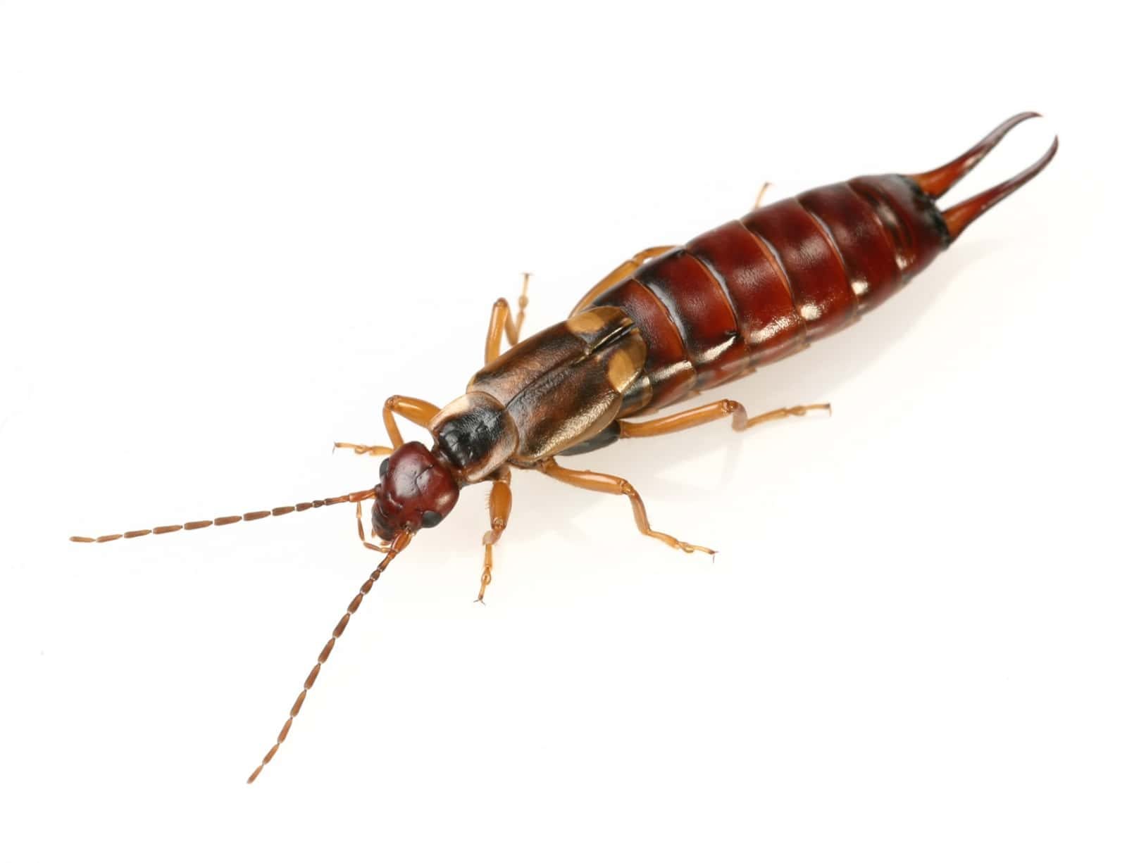 What does an earwig look like
