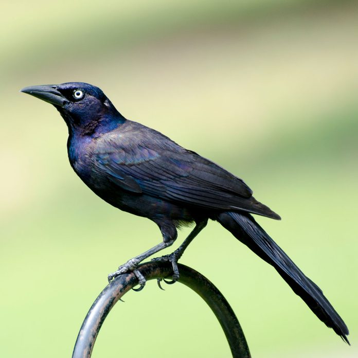 Photo of a grackle, a type of black bird