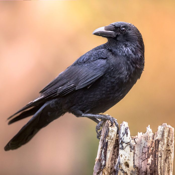 Photo of a crow
