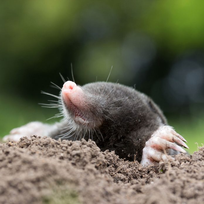 Garden mole