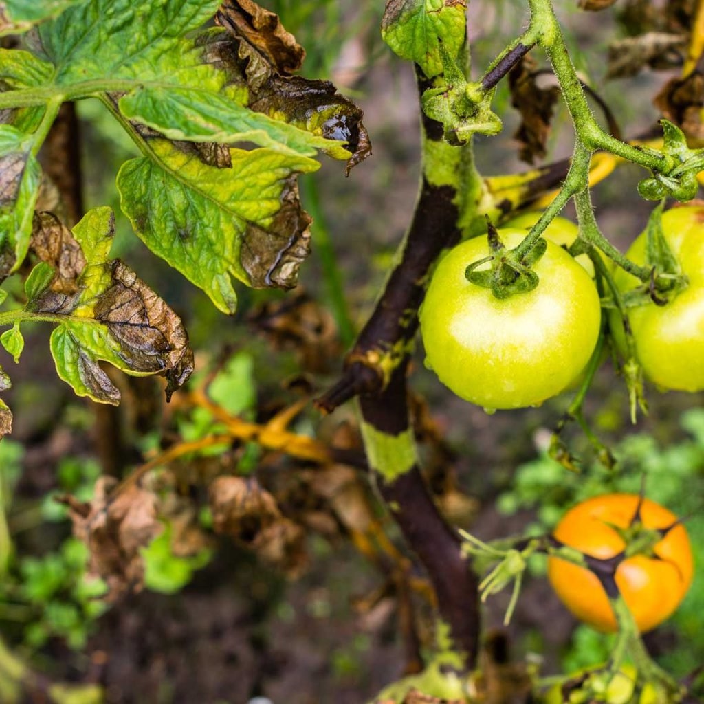 Tomatoes with blight
