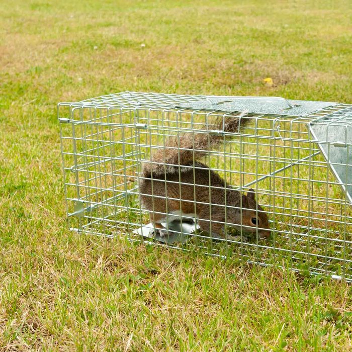 Live trap for squirrels and pests