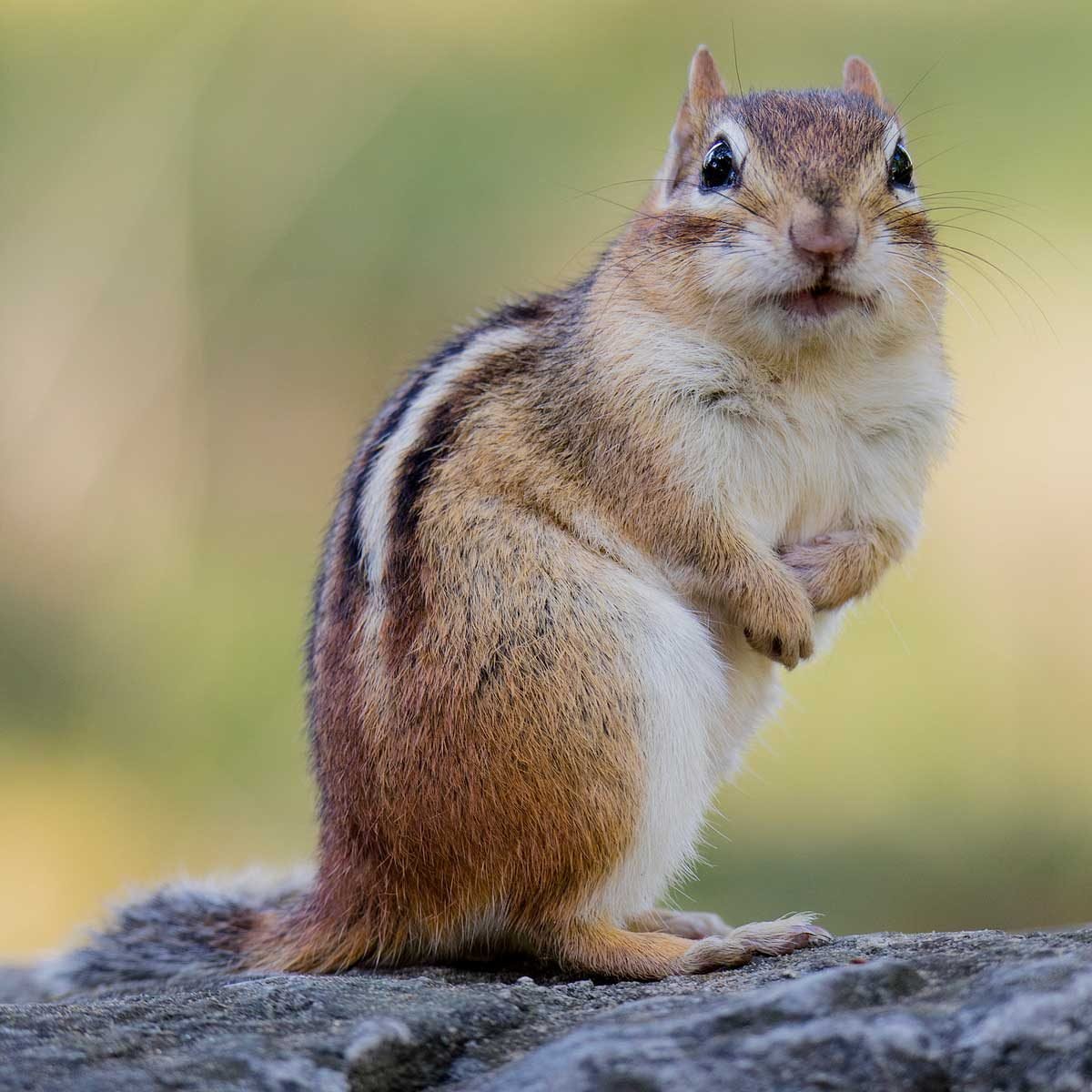 How To Keep Chipmunks And Squirrels Out Of Garden Master
