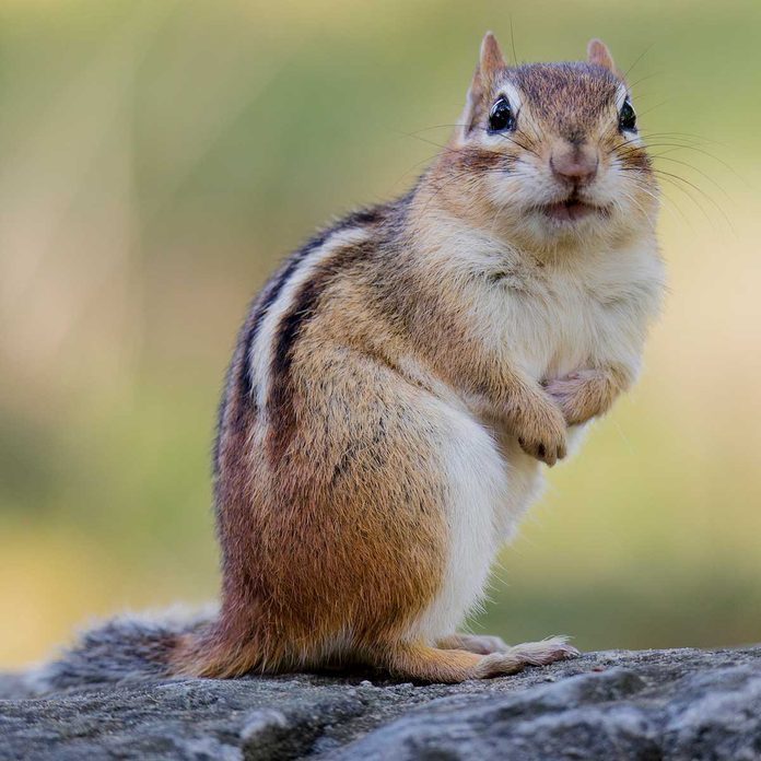 Chipmunk