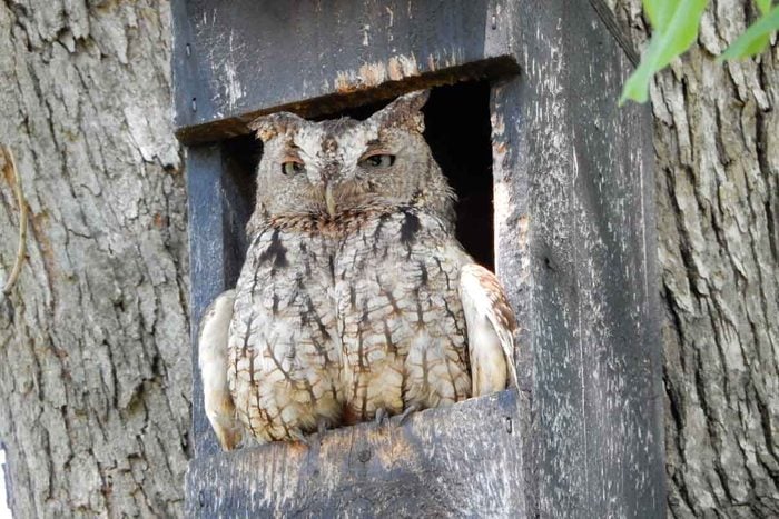Owl In Nesting Box