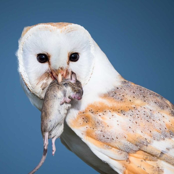 Owl eating a rodent