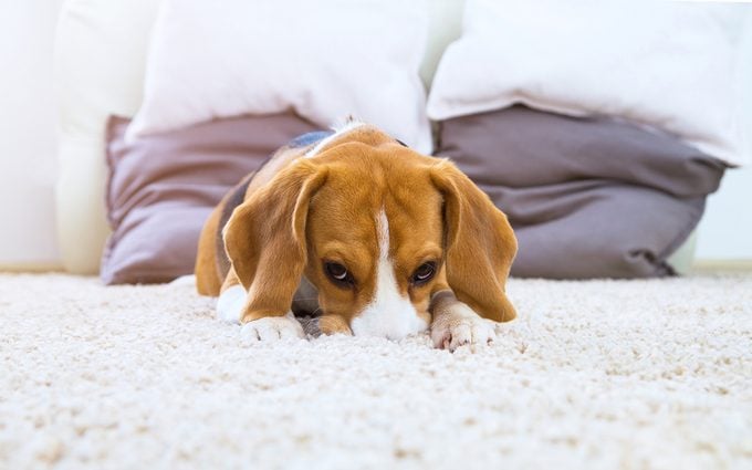 Dog on white fluffy carpet at home. Background with beagle dog in light colors. Sad beagle relax on carpet. Dog with big brown ears.