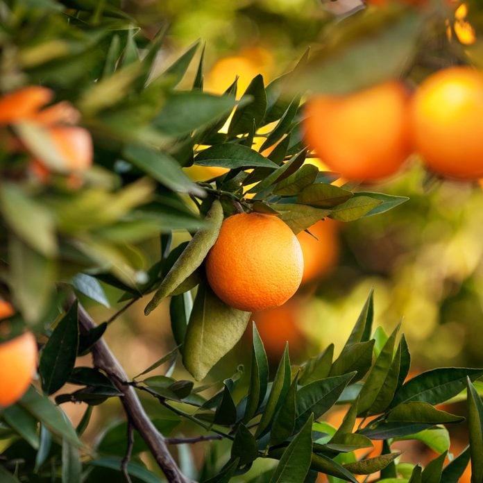 Mandarin orange tree