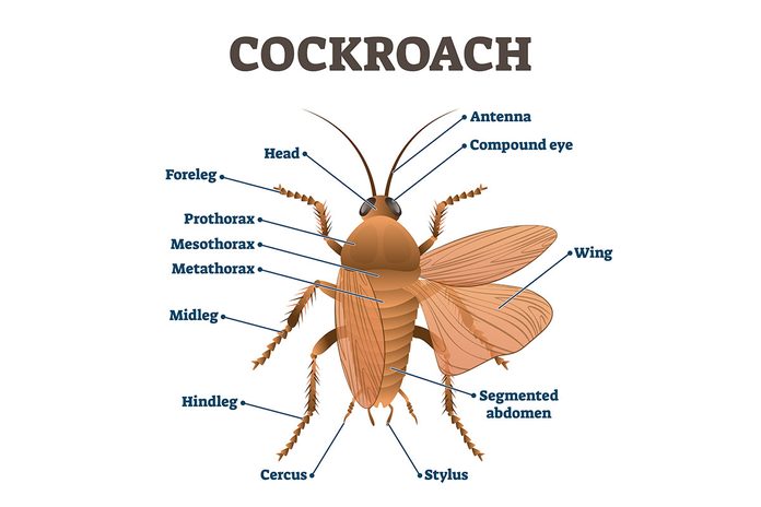 Cockroach Identification 