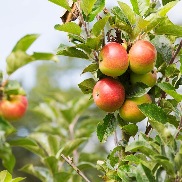 apple tree