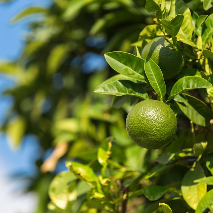 lime tree