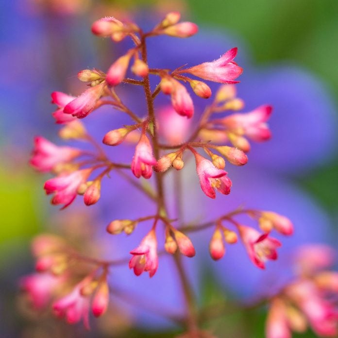 Heuchera Coral Bells