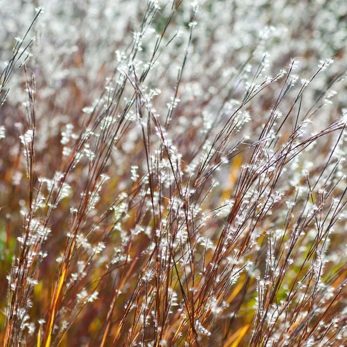 Little bluestem