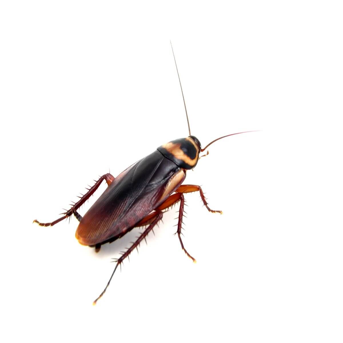 American Cockroach Signs Life Cycle And Control Of The Water Roach