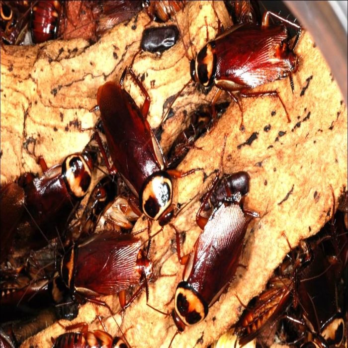 australian cockroaches