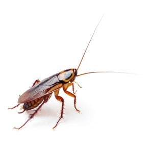 cockroach adult