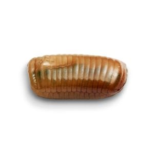 cockroach eggs