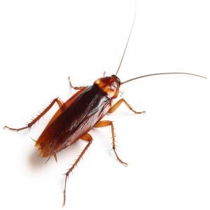 What does a cockroach look like