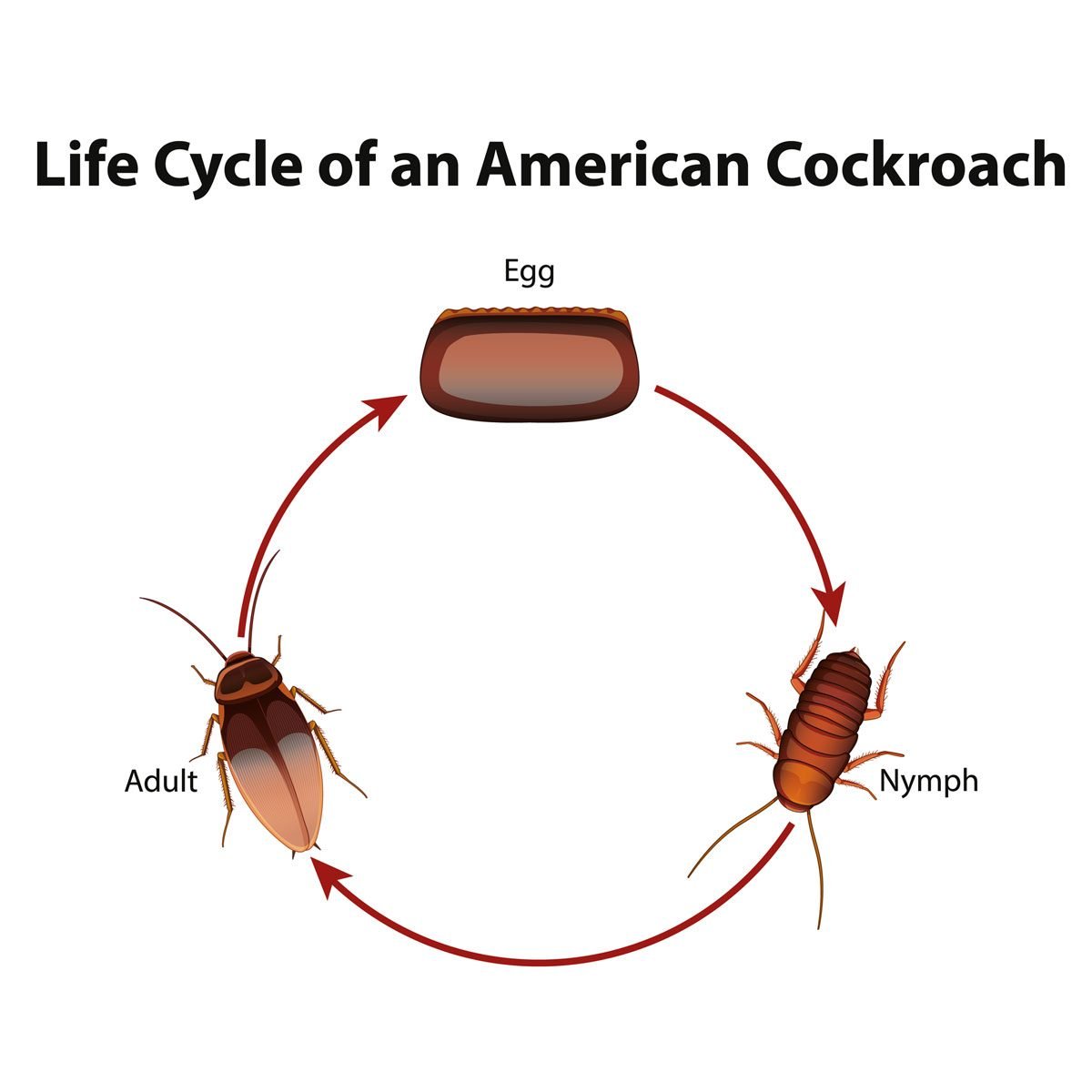 Cockroach's Life Cycle - Egg, Baby, and Adult Stages