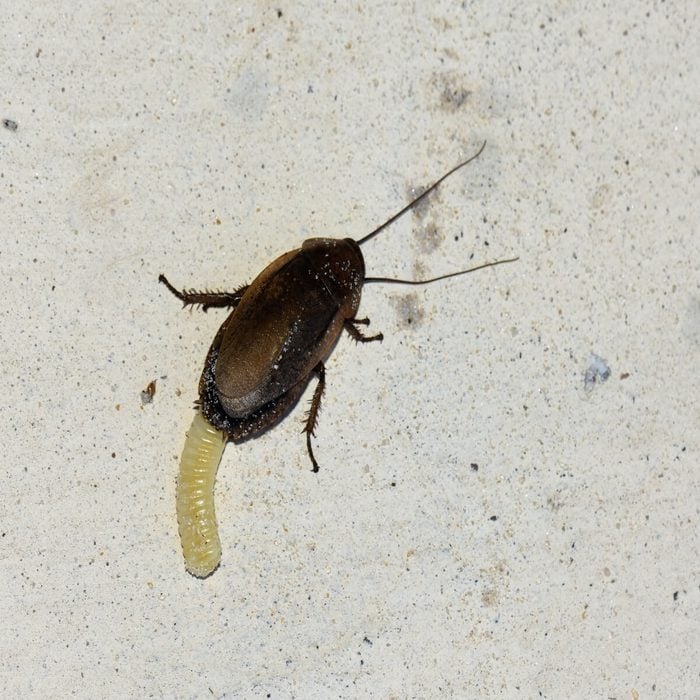 cockroach lifespan