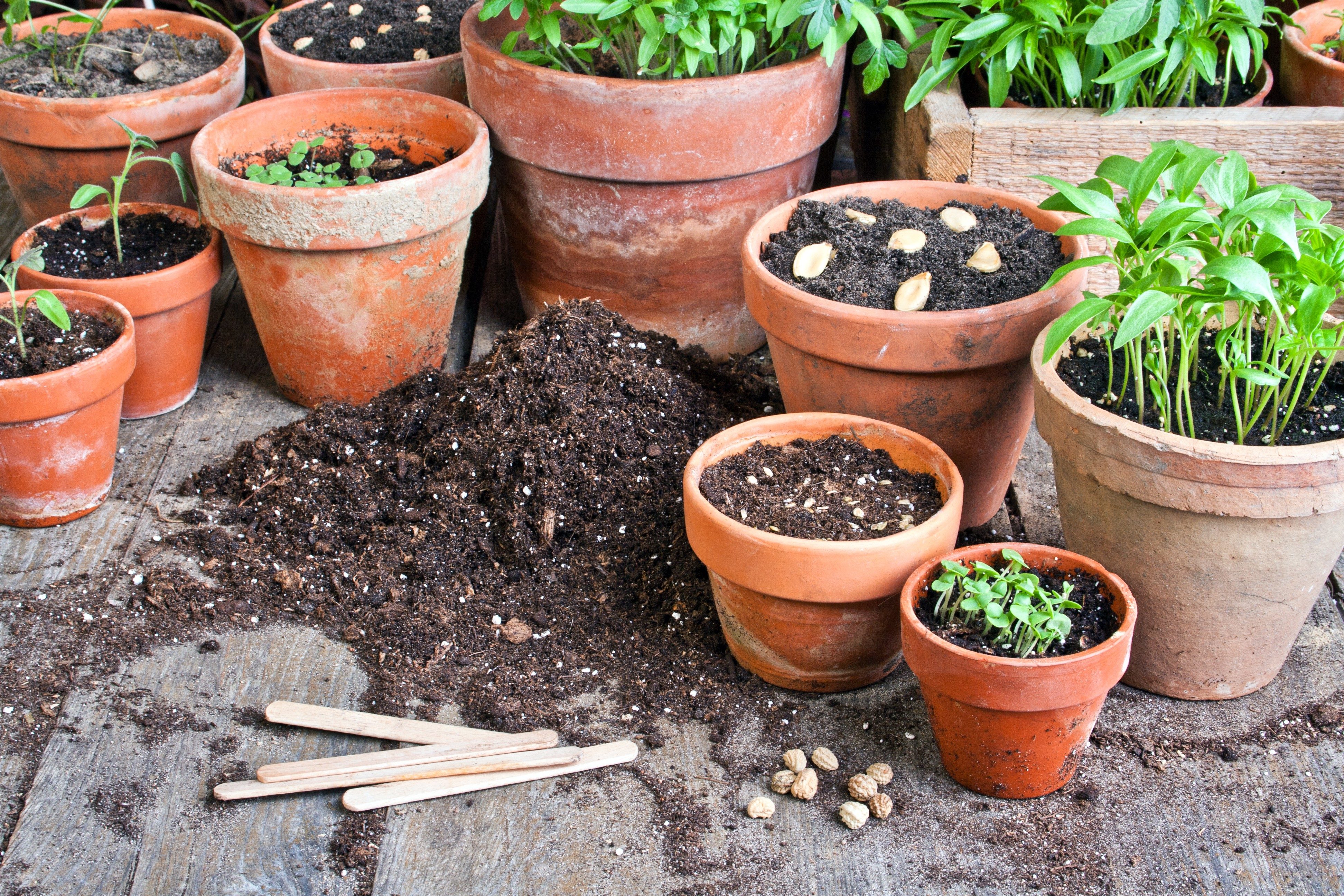 The 7 Do's and Don'ts of Garden Containers