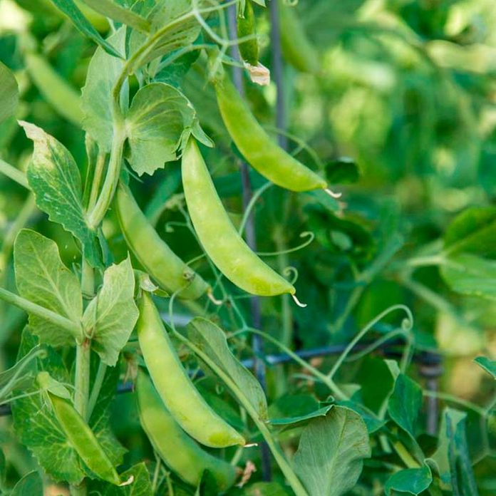 grow peas at home 