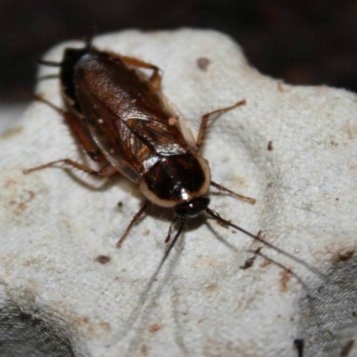pennsylvania woods cockroach