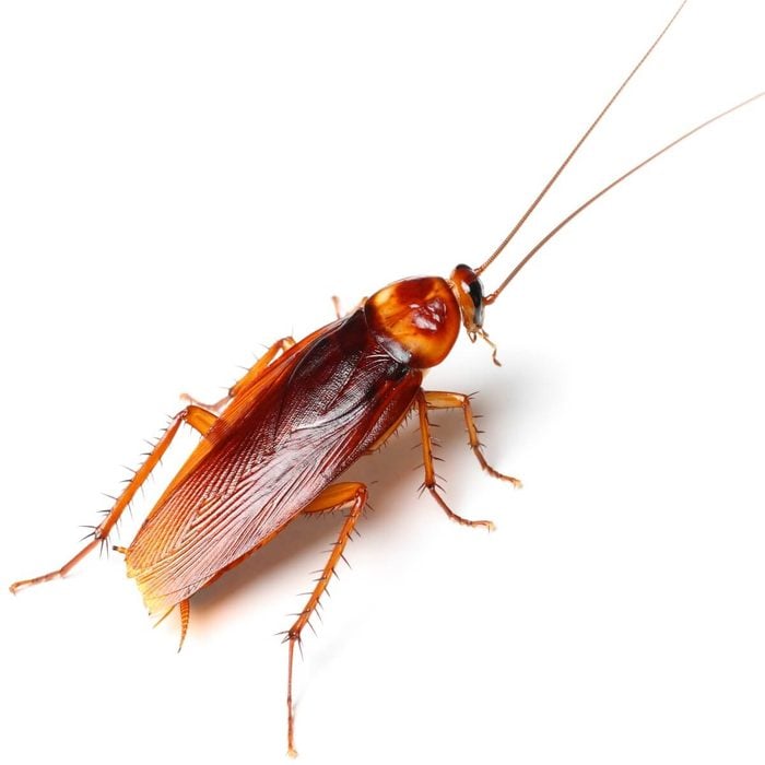 cockroach's name