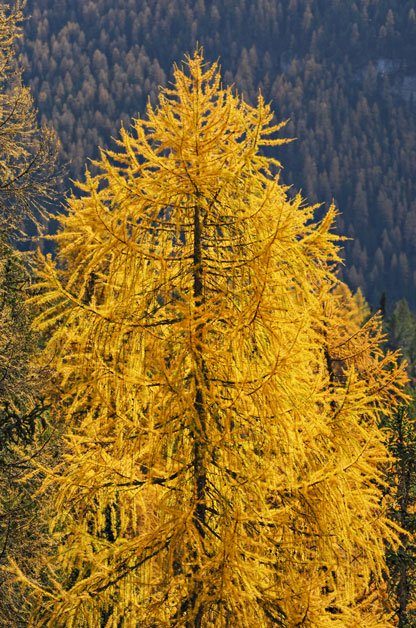 larch tree birds and blooms