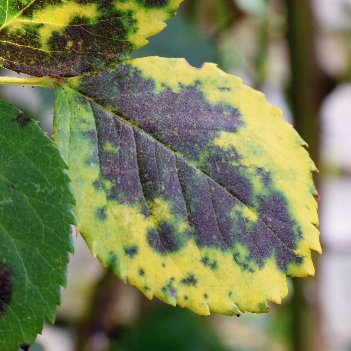 10 Common Plant Diseases (and How to Treat Them) | The Family Handyman