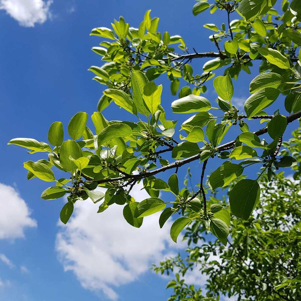 Common Buckthorn leaves