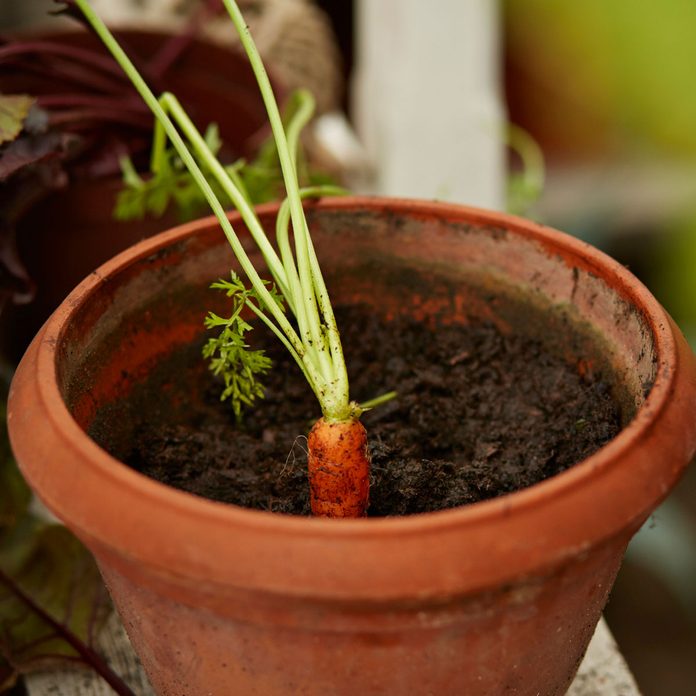 Carrot growing in a pot