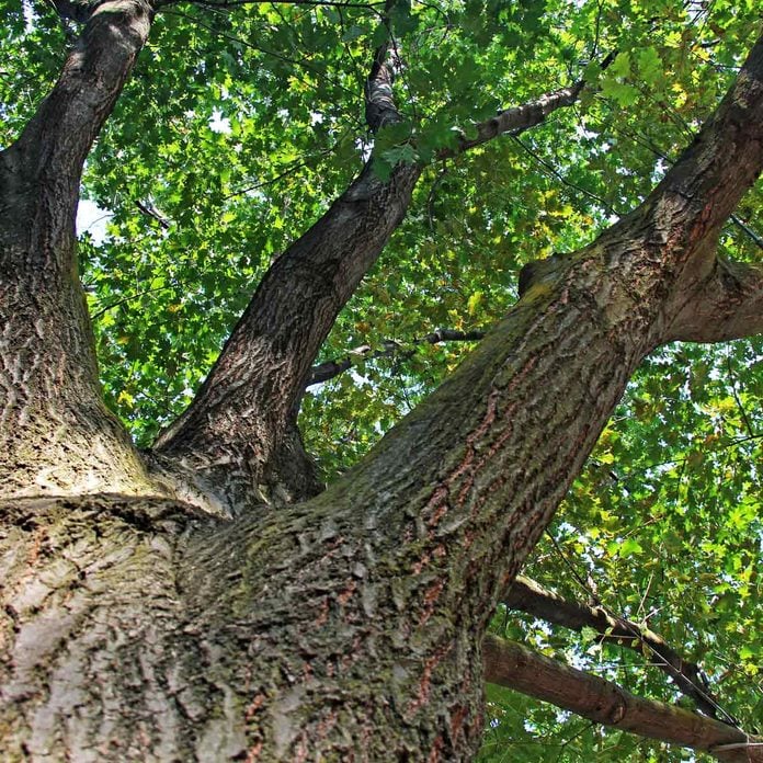 red oak tree