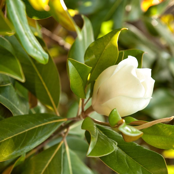 Sweet Bay Magnolia tree flower