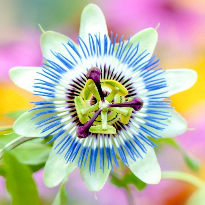 Maypop Passion Flower