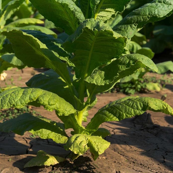 Tobacco Mosaic Virus