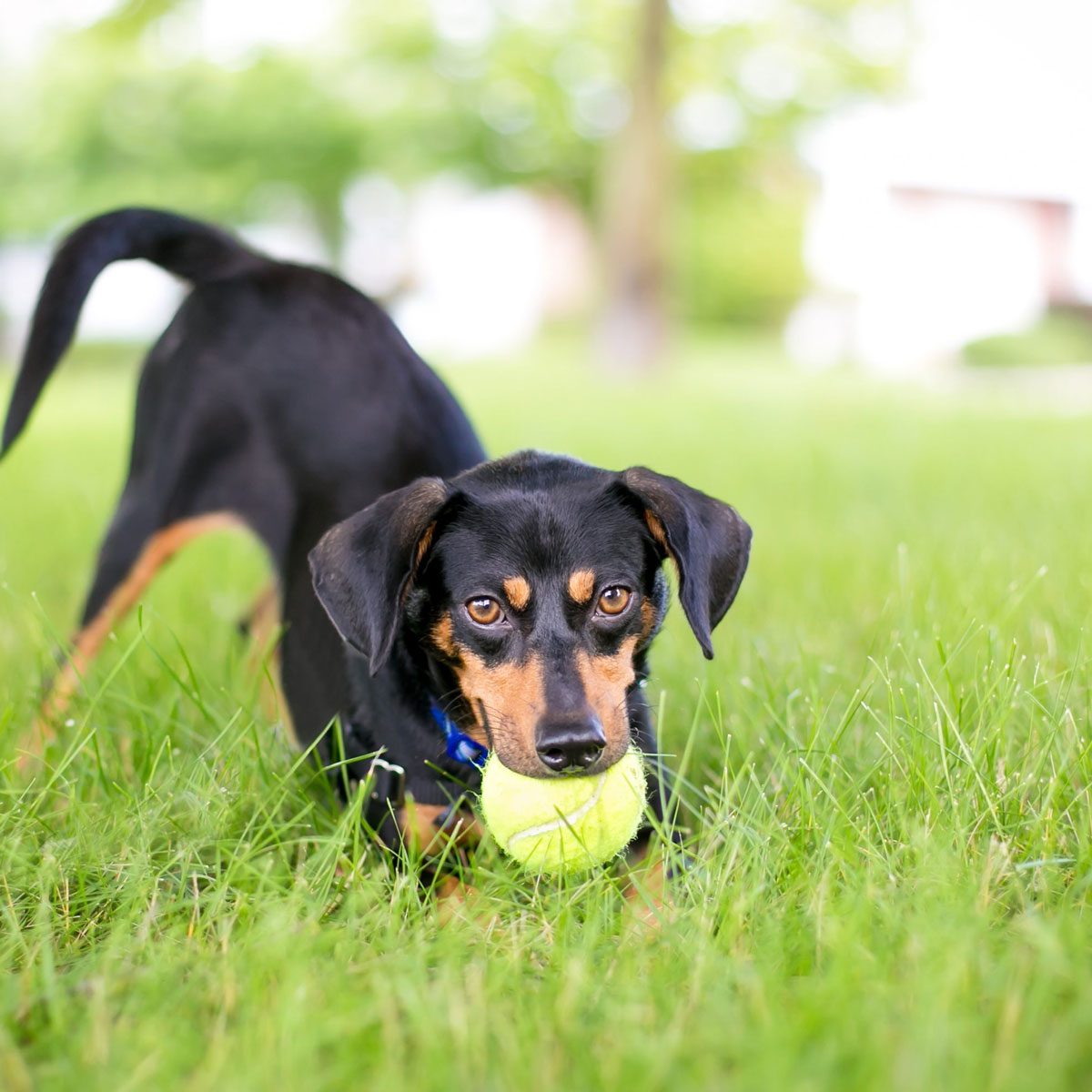 A playful black and red Dachshund mixed breed dog in a play bow position with a ball in its mouth