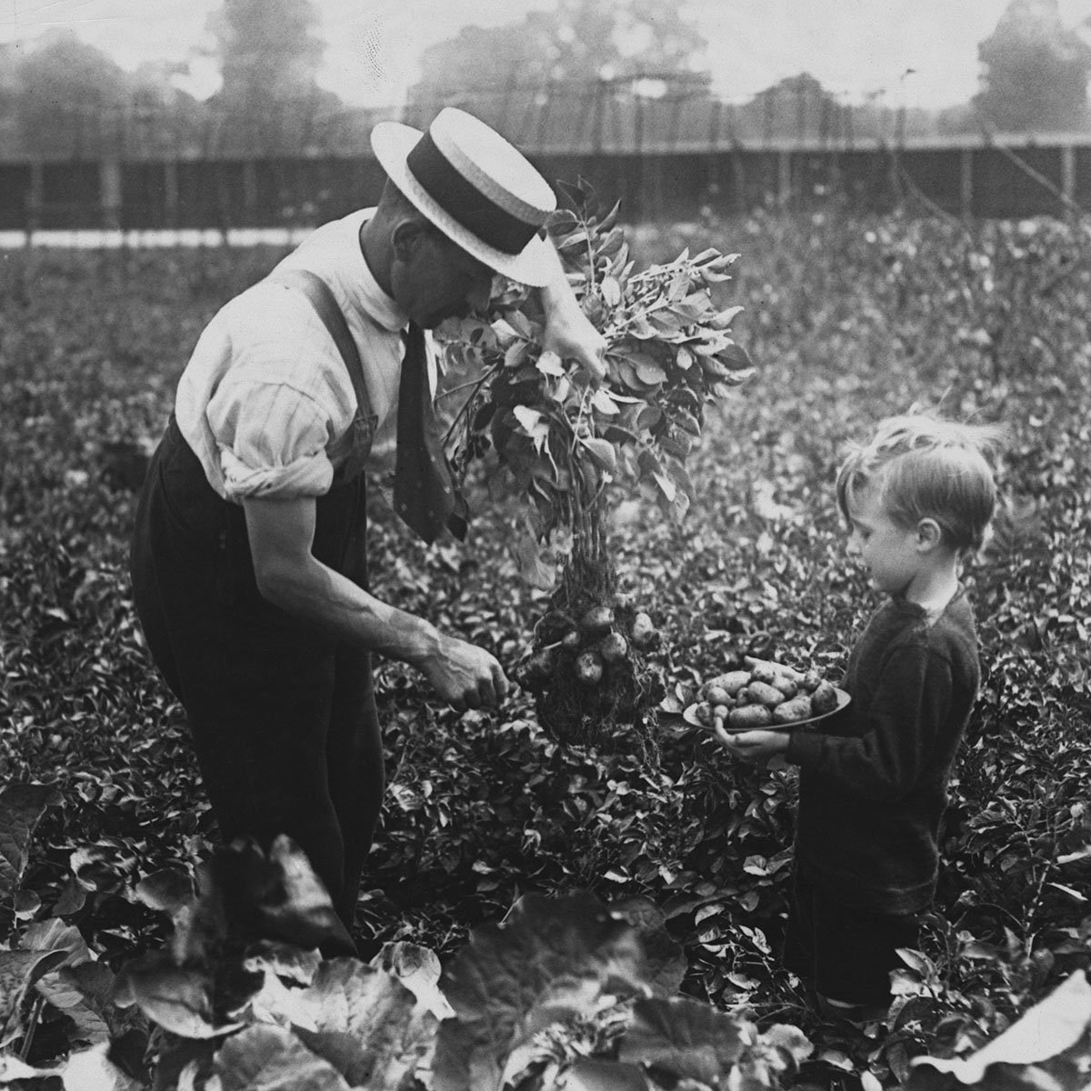 (Original Caption) "Dig For Victory" - Allotments At Dulwich. (Photo by © Hulton-Deutsch Collection/CORBIS/Corbis via Getty Images)